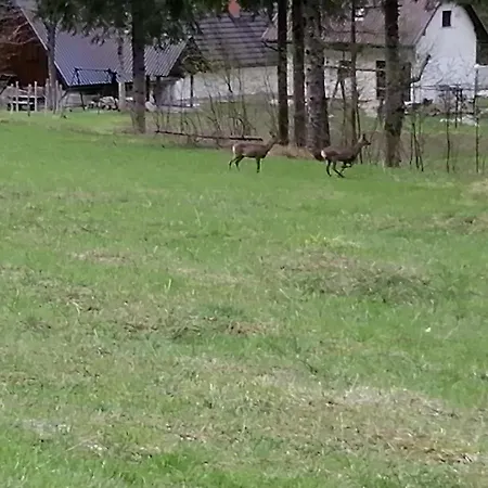 Apartment Pocitnisko Stanovanje Planja