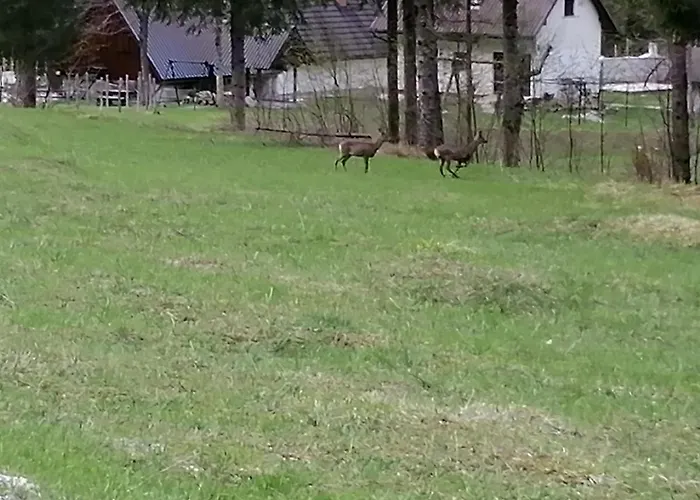 Appartamento Pocitnisko Stanovanje Planja